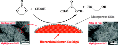 Graphical abstract: Coating with mesoporous silica remarkably enhances the stability of the highly active yet fragile flower-like MgO catalyst for dimethyl carbonate synthesis