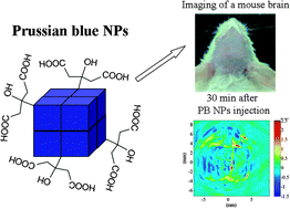 Graphical abstract: Prussian blue nanoparticles operate as a contrast agent for enhanced photoacoustic imaging
