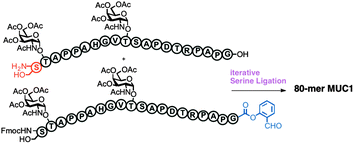 Graphical abstract: Convergent synthesis of MUC1 glycopeptides via serine ligation