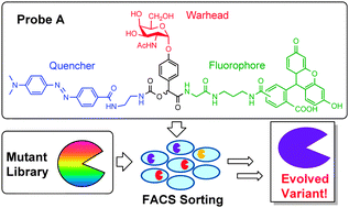 Graphical abstract: Fluorescence-activated cell sorting and directed evolution of α-N-acetylgalactosaminidases using a quenched activity-based probe (qABP)