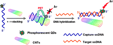 Graphical abstract: An efficient phosphorescence energy transfer between quantum dots and carbon nanotubes for ultrasensitive turn-on detection of DNA
