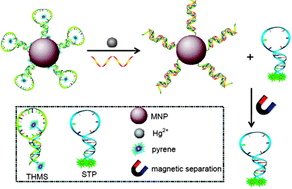 Graphical abstract: Time-resolved fluorescent detection of Hg2+ in a complex environment by conjugating magnetic nanoparticles with a triple-helix molecular switch