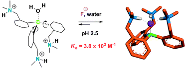 Graphical abstract: Receptor conformational change induces fluoride binding despite competitive water binding