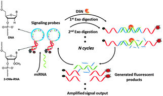 Graphical abstract: Backbone-modified molecular beacons for highly sensitive and selective detection of microRNAs based on duplex specific nuclease signal amplification