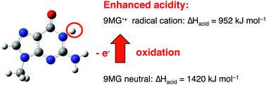 Graphical abstract: Gas-phase infrared spectrum and acidity of the radical cation of 9-methylguanine