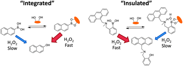 Graphical abstract: “Integrated” and “insulated” boronate-based fluorescent probes for the detection of hydrogen peroxide