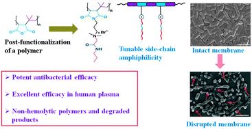 Graphical abstract: Polymers with tunable side-chain amphiphilicity as non-hemolytic antibacterial agents