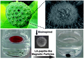 Graphical abstract: Papilla-like magnetic particles with hierarchical structure for oil removal from water