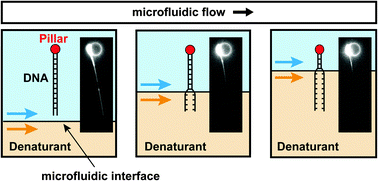 Graphical abstract: Spatially controlled DNA unzipping by microfluidic interface positioning on a molecule perpendicular to a multicomponent flow