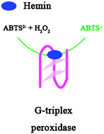 Graphical abstract: The G-triplex DNA could function as a new variety of DNA peroxidase