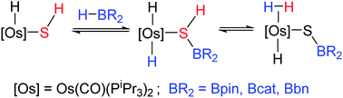 Graphical abstract: B–H activation and H–H formation: two consecutive heterolytic processes on an osmium–hydrogensulfide bond