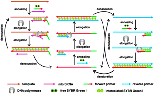 Graphical abstract: A universal real-time PCR assay for rapid quantification of microRNAs via the enhancement of base-stacking hybridization