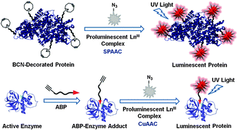 Graphical abstract: Luminogenic “clickable” lanthanide complexes for protein labeling