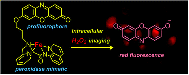 Graphical abstract: Iron complex-based fluorescent probes for intracellular hydrogen peroxide detection
