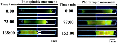 Graphical abstract: Photophobic and phototropic movement of a self-oscillating gel