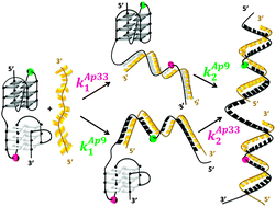 Graphical abstract: G-quadruplex unfolding in higher-order DNA structures