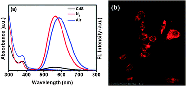 Graphical abstract: Single-step noninjection synthesis of highly luminescent water soluble Cu+ doped CdS quantum dots: application as bio-imaging agents