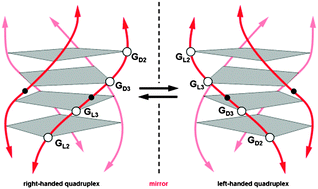 Graphical abstract: A novel equilibrium relating to the helix handedness in G-quadruplexes formed by heterochiral oligonucleotides with an inversion of polarity site