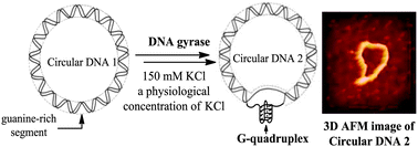 Graphical abstract: DNA gyrase-driven generation of a G-quadruplex from plasmid DNA