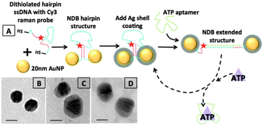 Graphical abstract: Enhanced Raman signals from switchable nanoparticle probes