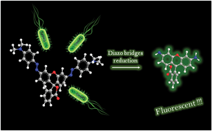 Graphical abstract: The first latent green fluorophores for the detection of azoreductase activity in bacterial cultures