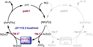 Graphical abstract: Quantitative kinetic investigation on transmetalation of ArZnX in a Pd-catalysed oxidative coupling