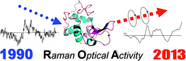 Graphical abstract: The first chiral Raman spectrum report of a protein: a perspective of 20 years
