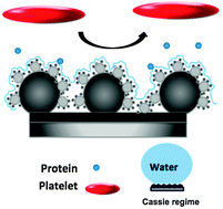 Graphical abstract: Anti-bioadhesion on hierarchically structured, superhydrophobic surfaces