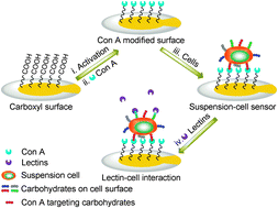 Graphical abstract: A suspension-cell biosensor for real-time determination of binding kinetics of protein–carbohydrate interactions on cancer cell surfaces