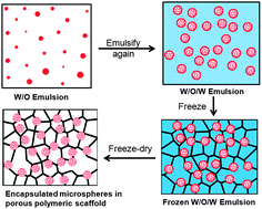 Graphical abstract: One-step synthesis of protein-encapsulated microspheres in a porous scaffold by freeze-drying double emulsions and tuneable protein release