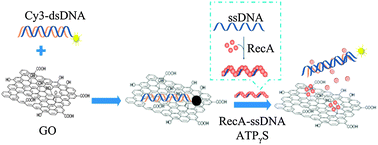 Graphical abstract: Formation of a graphene oxide–DNA duplex-based logic gate and sensor mediated by RecA–ssDNA nucleoprotein filaments