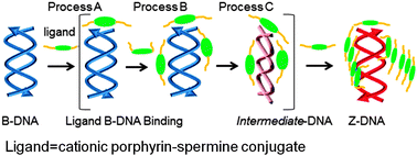 Graphical abstract: B–Z transition of (dA-T)n duplexes induced by a spermine porphyrin-conjugate via an intermediate DNA conformation