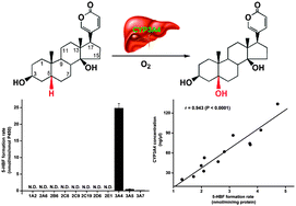 Graphical abstract: A highly selective probe for human cytochrome P450 3A4: isoform selectivity, kinetic characterization and its applications