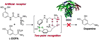 Graphical abstract: Design, synthesis and evaluation of a boronic acid based artificial receptor for l-DOPA in aqueous media