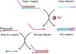 Graphical abstract: Metallo-toeholds: controlling DNA strand displacement driven by Hg(ii) ions