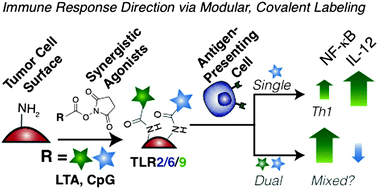 Graphical abstract: Covalent modification of cell surfaces with TLR agonists improves & directs immune stimulation