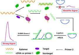 Graphical abstract: An ultrasensitive aptameric sensor for proteins based on hyperbranched rolling circle amplification