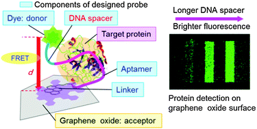 Graphical abstract: Molecular design for enhanced sensitivity of a FRET aptasensor built on the graphene oxide surface
