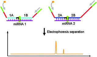 Graphical abstract: Multiplex ligation-dependent probe amplification (MLPA) for ultrasensitive multiplexed microRNA detection using ribonucleotide-modified DNA probes