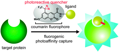 Graphical abstract: [3-(Trifluoromethyl)-3H-diazirin-3-yl]coumarin as a carbene-generating photocross-linker with masked fluorogenic beacon