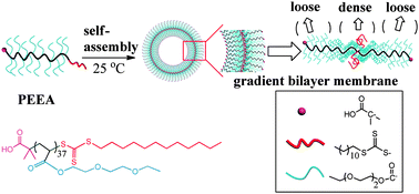 Graphical abstract: Homopolymer vesicles with a gradient bilayer membrane as drug carriers
