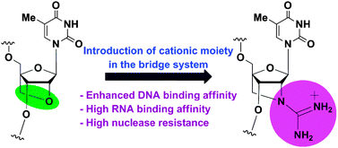 Graphical abstract: Guanidine bridged nucleic acid (GuNA): an effect of a cationic bridged nucleic acid on DNA binding affinity