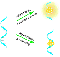 Graphical abstract: Molecular crowding-facilitated synthesis of DNA-templated Ag nanoclusters with enhanced fluorescence emission and quantum yield