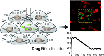 Graphical abstract: A photoactivatable drug–caged fluorophore conjugate allows direct quantification of intracellular drug transport