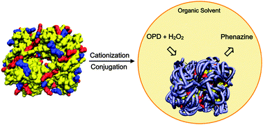 Graphical abstract: Enhanced catalytic activity in organic solvents using molecularly dispersed haemoglobin–polymer surfactant constructs
