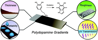 Graphical abstract: Polydopamine gradients by oxygen diffusion controlled autoxidation