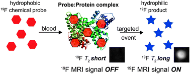 Graphical abstract: An adhesive 19F MRI chemical probe allows signal off-to-on-type molecular sensing in a biological environment