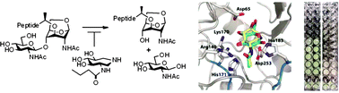 Graphical abstract: Selective trihydroxyazepane NagZ inhibitors increase sensitivity of Pseudomonas aeruginosa to β-lactams