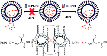Graphical abstract: γ-Amino acid mutated α-coiled coils as mild thermal triggers for liposome delivery