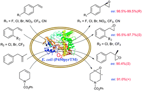 Graphical abstract: Engineered P450pyr monooxygenase for asymmetric epoxidation of alkenes with unique and high enantioselectivity